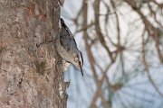 DPPhotography - Corsica - Corsican nuthatch - G