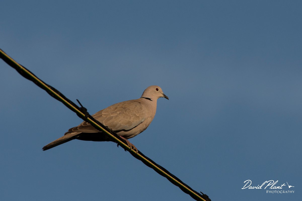 DPPhotography - Corsica - Eurasian collared-dove - B.jpg - Eurasian collared-dove - Route de l'Etang, Lake Biguglia, Corsica