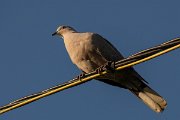 DPPhotography - Corsica - Eurasian collared-dove - A