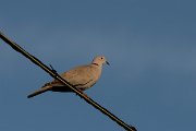 DPPhotography - Corsica - Eurasian collared-dove - B