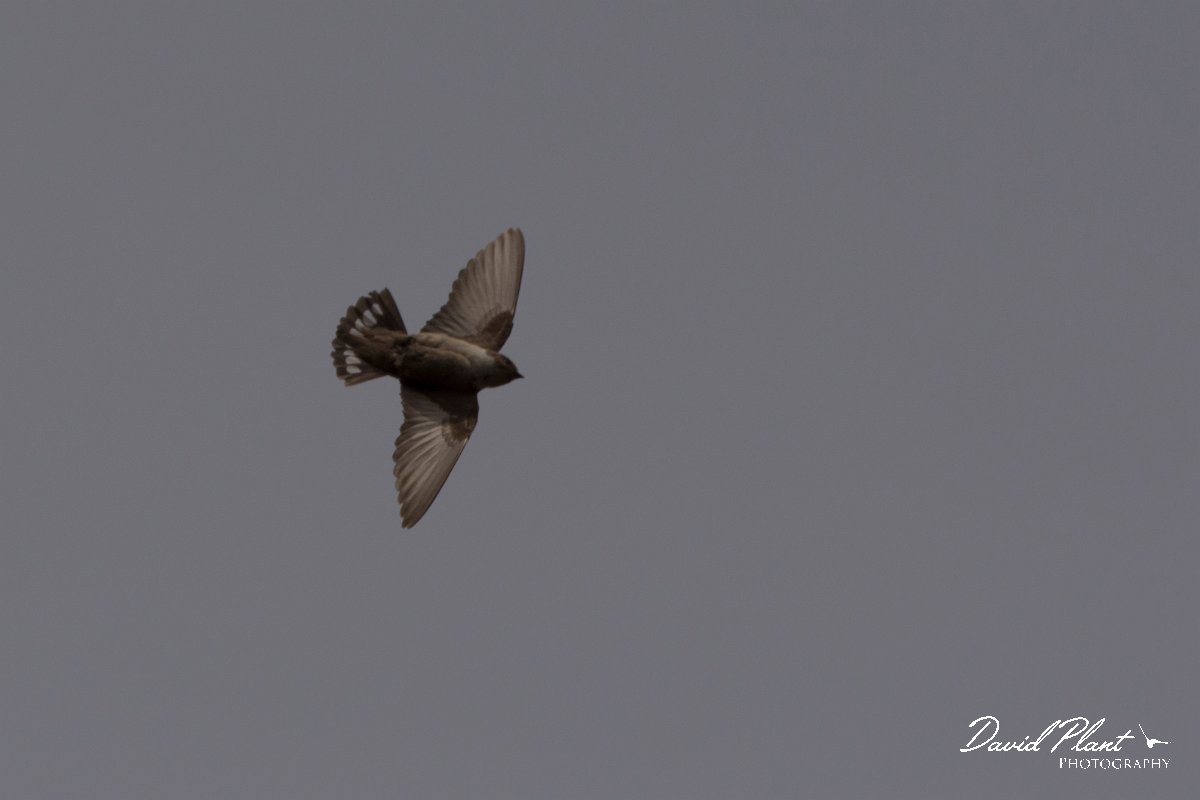 DPPhotography - Corsica - Eurasian crag martin - B.jpg - Eurasian crag martin - Tunnel d'Usciolo-Ruisseau de Petrosu, Corsica