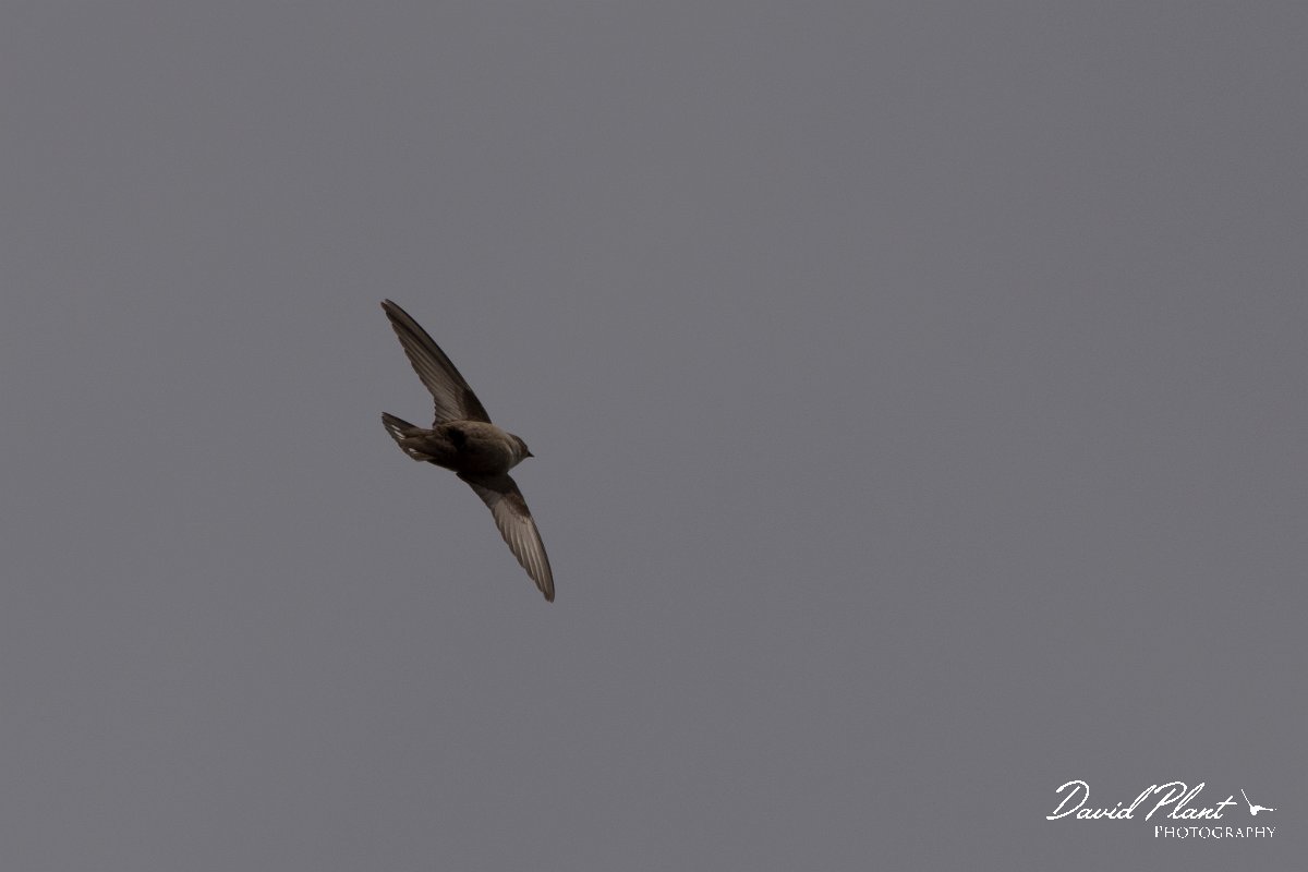 DPPhotography - Corsica - Eurasian crag martin - C.jpg - Eurasian crag martin - Tunnel d'Usciolo-Ruisseau de Petrosu, Corsica