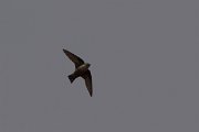 DPPhotography - Corsica - Eurasian crag martin - A