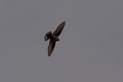 DPPhotography - Corsica - Eurasian crag martin - D