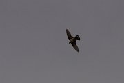 DPPhotography - Corsica - Eurasian crag martin - E