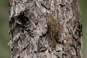DPPhotography - Corsica - Eurasian treecreeper - B