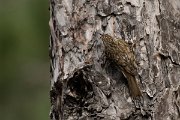 DPPhotography - Corsica - Eurasian treecreeper - C