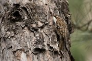 DPPhotography - Corsica - Eurasian treecreeper - D