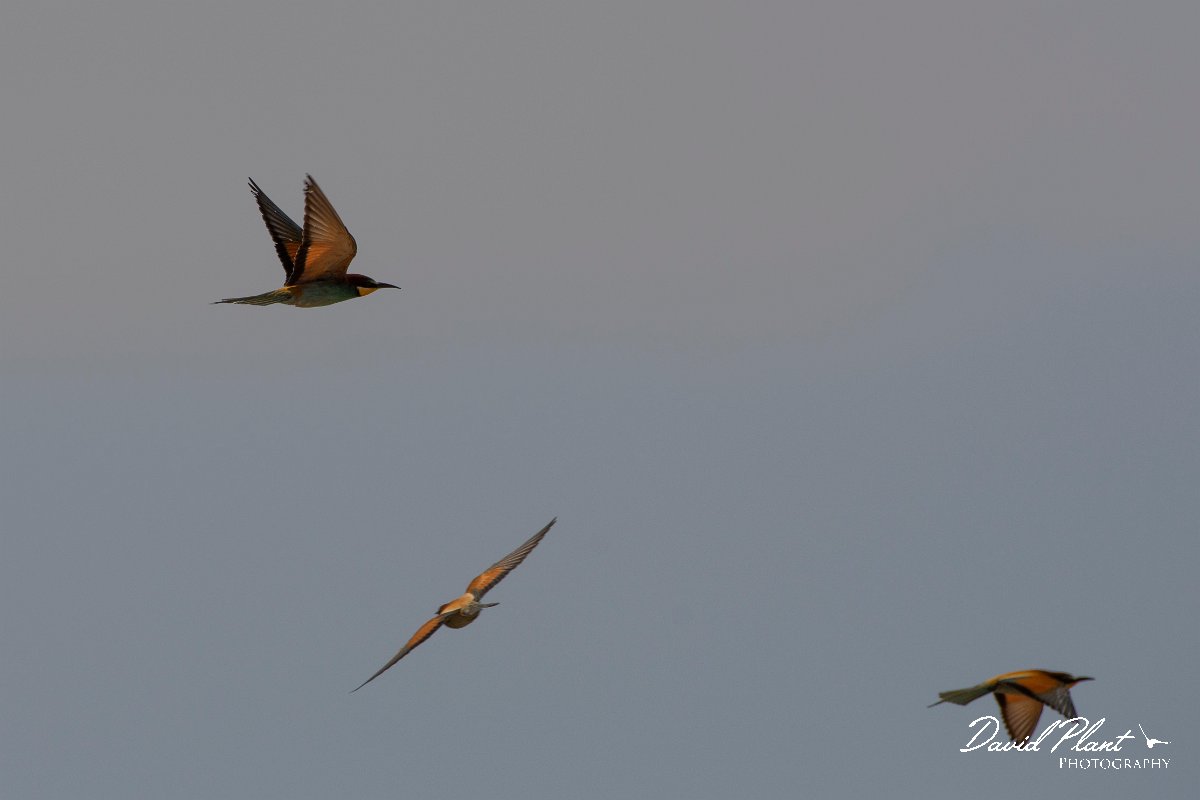DPPhotography - Corsica - Eurasian bee-eater - D.jpg - European bee-eater - Poggiale, Corsica