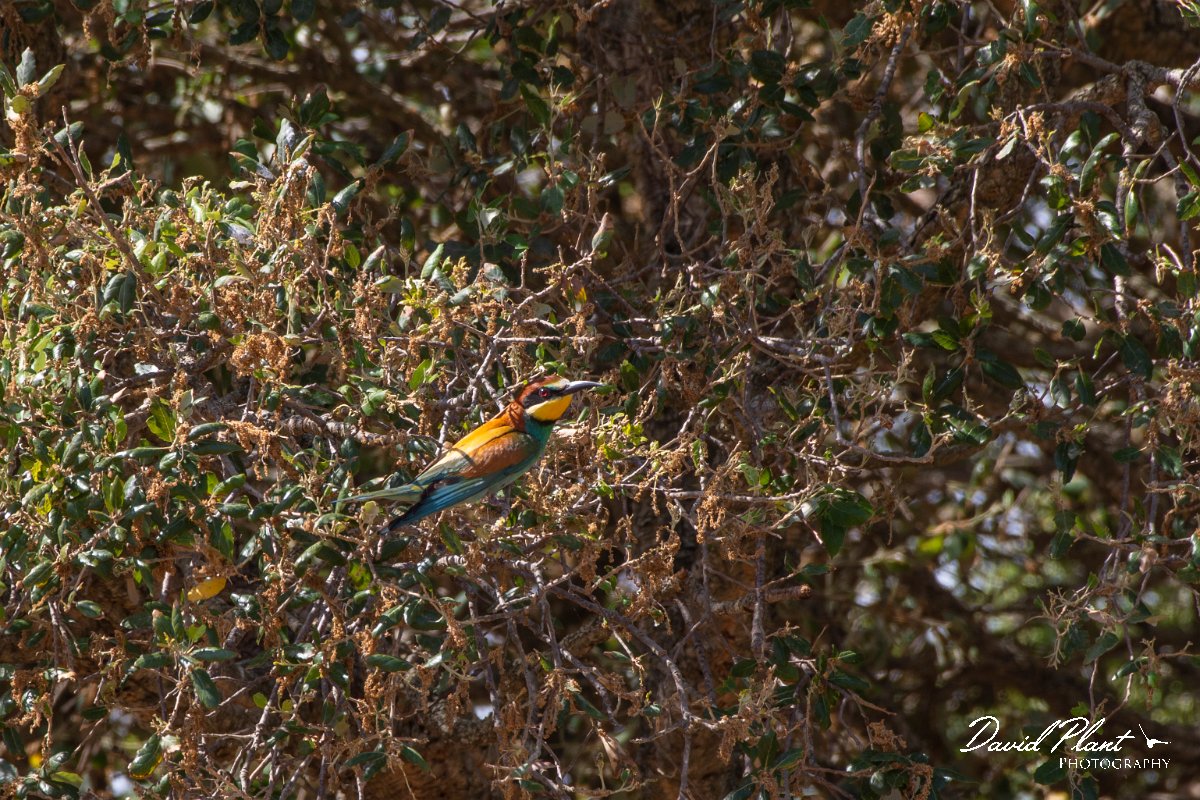 DPPhotography - Corsica - Eurasian bee-eater - H.jpg - European bee-eater - Poggiale, Corsica