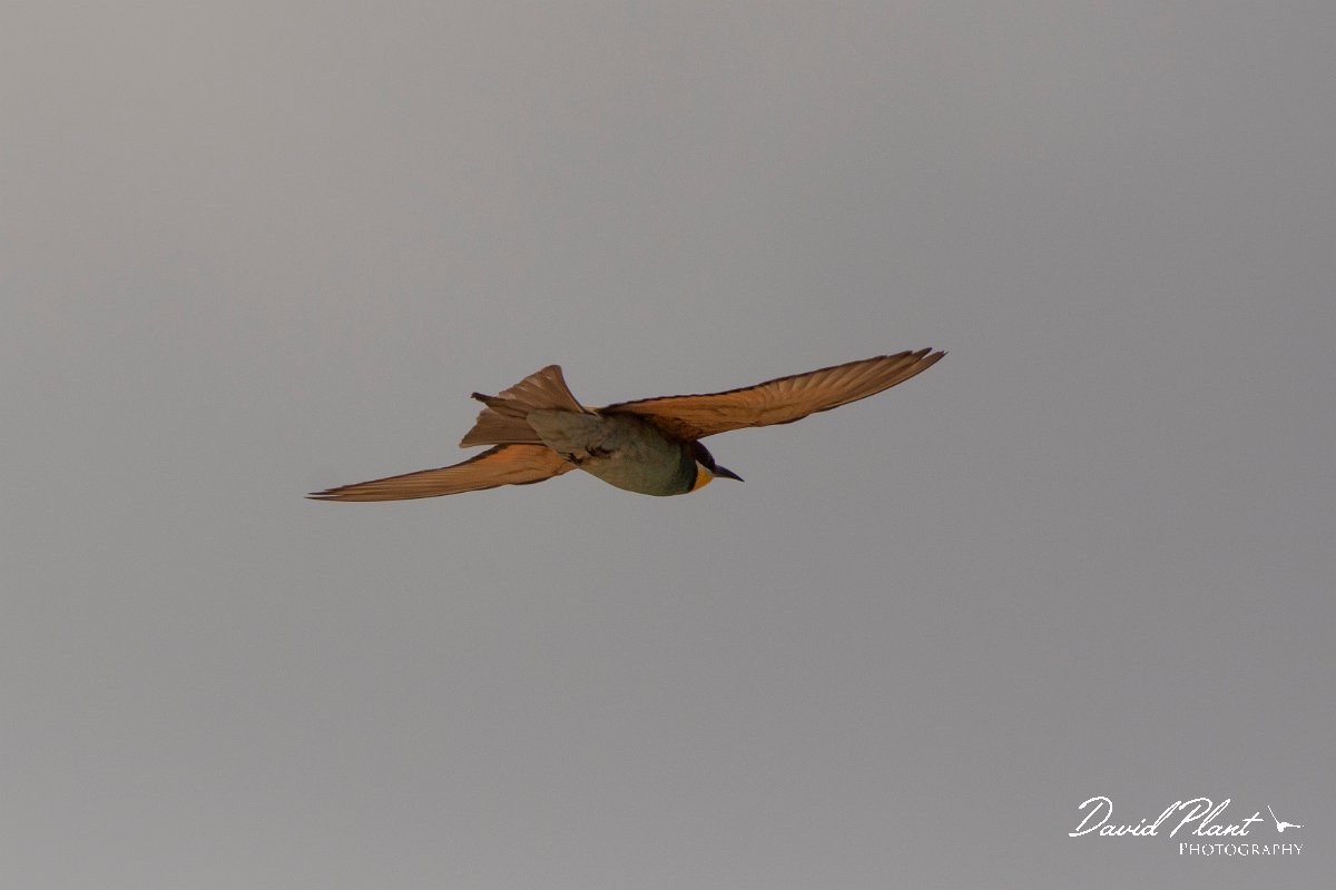 DPPhotography - Corsica - Eurasian bee-eater - K.jpg - European bee-eater - Poggiale, Corsica