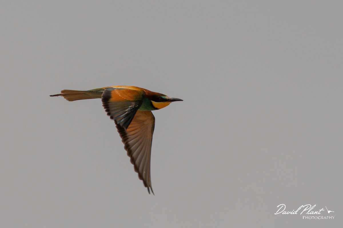DPPhotography - Corsica - Eurasian bee-eater - L.jpg - European bee-eater - Poggiale, Corsica
