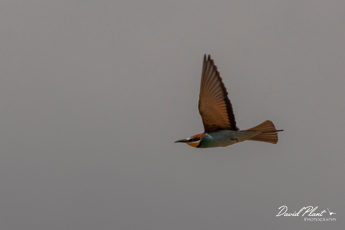 DPPhotography - Corsica - Eurasian bee-eater - M.jpg - European bee-eater - Poggiale, Corsica