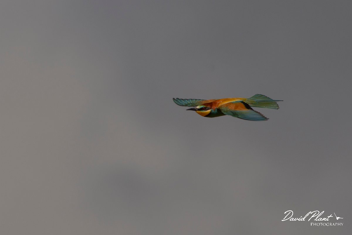 DPPhotography - Corsica - Eurasian bee-eater - O.jpg - European bee-eater - Poggiale, Corsica
