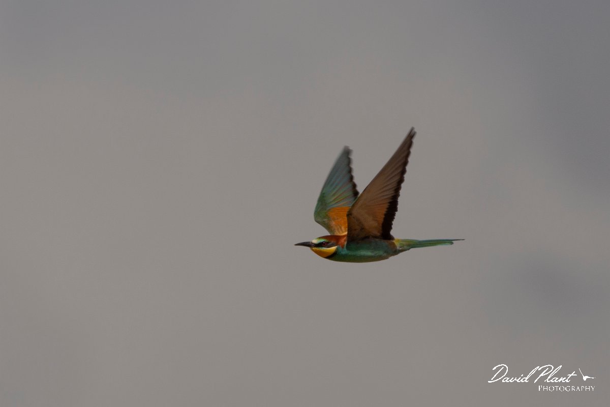 DPPhotography - Corsica - Eurasian bee-eater - P.jpg - European bee-eater - Poggiale, Corsica
