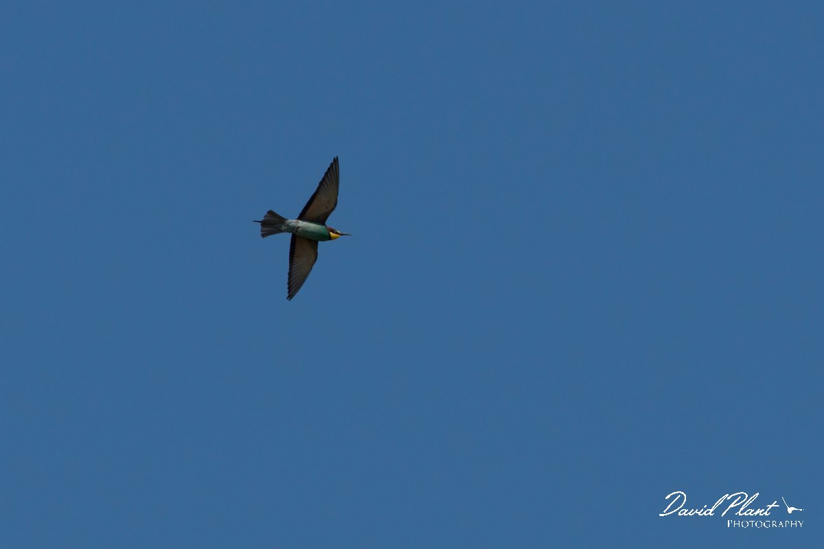 DPPhotography - Corsica - Eurasian bee-eater - R.jpg - European bee-eater - Route de l'Etang, Lake Biguglia, Corsica