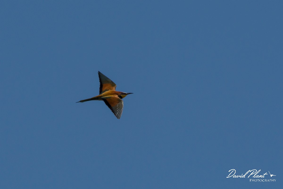 DPPhotography - Corsica - Eurasian bee-eater - S.jpg - European bee-eater - Route de l'Etang, Lake Biguglia, Corsica