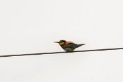 DPPhotography - Corsica - Eurasian bee-eater - A