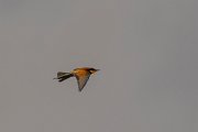 DPPhotography - Corsica - Eurasian bee-eater - B