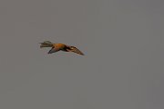 DPPhotography - Corsica - Eurasian bee-eater - C