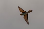 DPPhotography - Corsica - Eurasian bee-eater - J