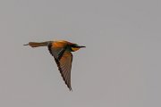 DPPhotography - Corsica - Eurasian bee-eater - L