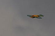 DPPhotography - Corsica - Eurasian bee-eater - O