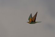 DPPhotography - Corsica - Eurasian bee-eater - P