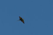 DPPhotography - Corsica - Eurasian bee-eater - Q