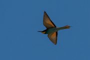 DPPhotography - Corsica - Eurasian bee-eater - T