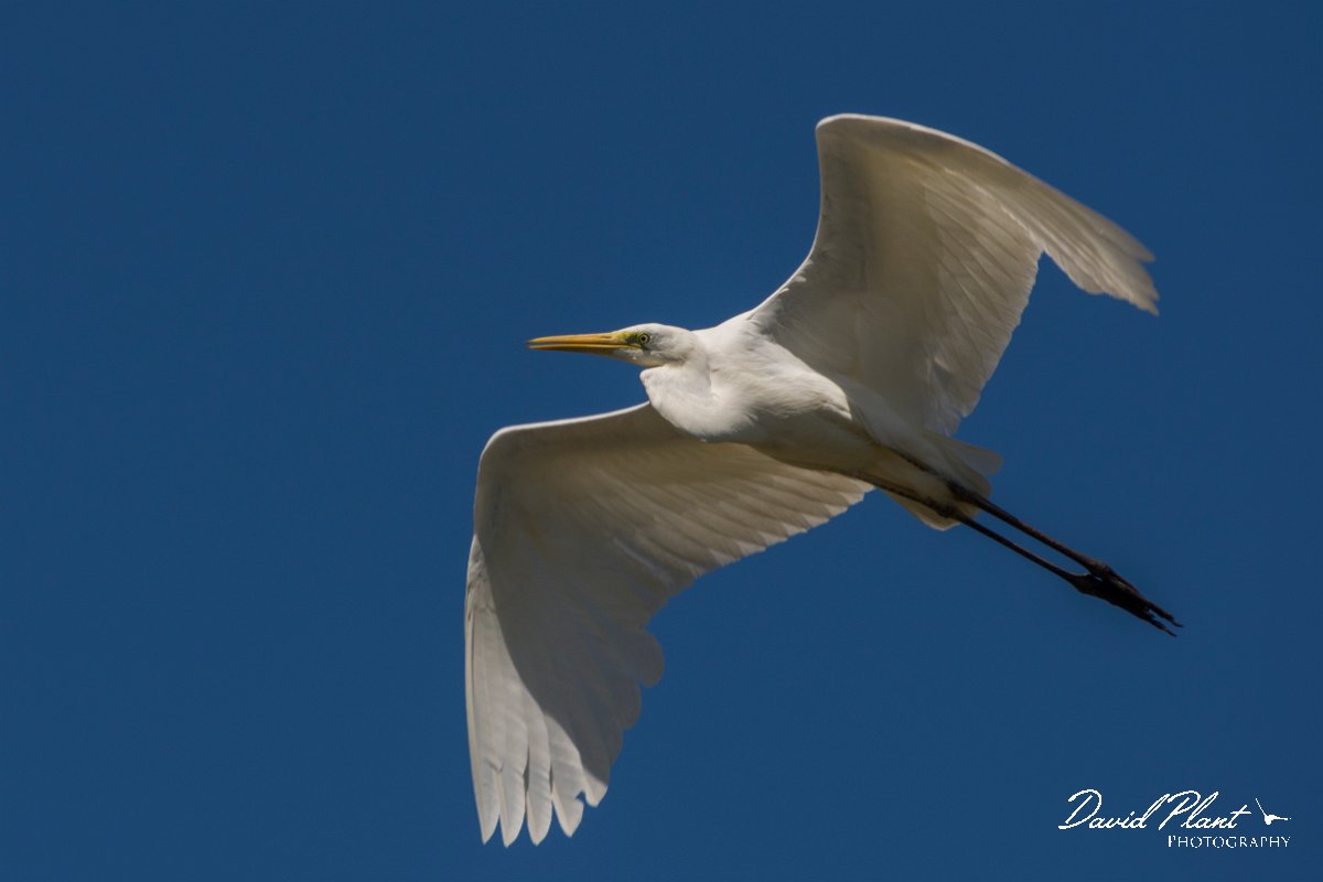 DPPhotography - Corsica - Great egret - A.jpg - Great egret - Route de l'Etang, Lake Biguglia, Corsica