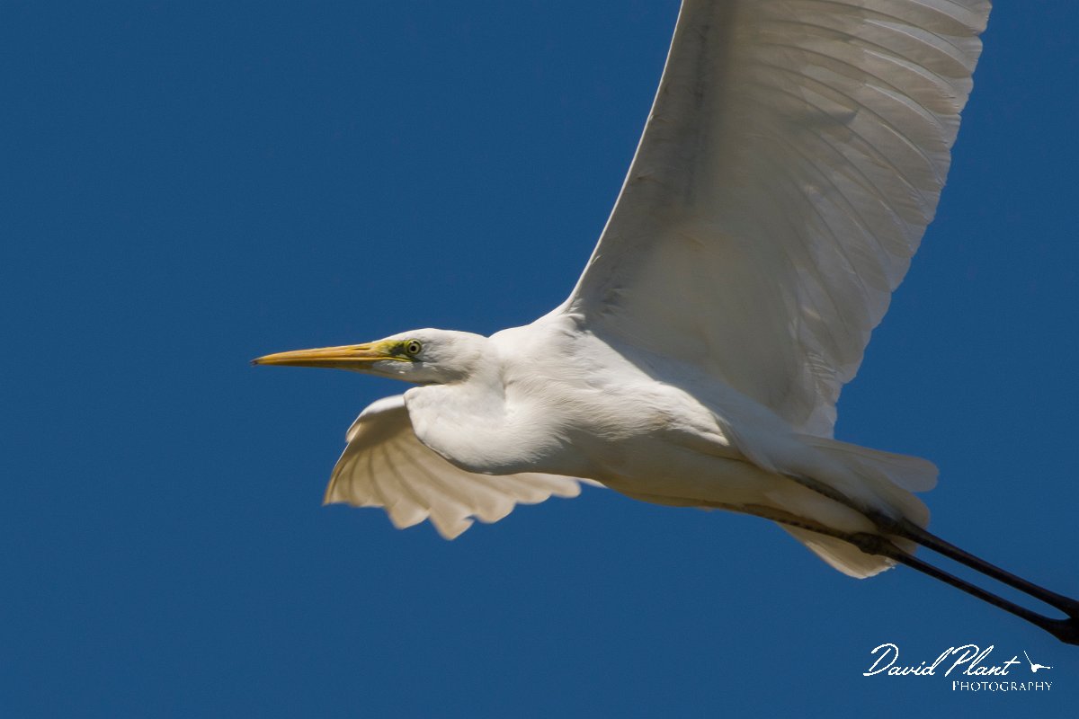 DPPhotography - Corsica - Great egret - B.jpg - Great egret - Route de l'Etang, Lake Biguglia, Corsica