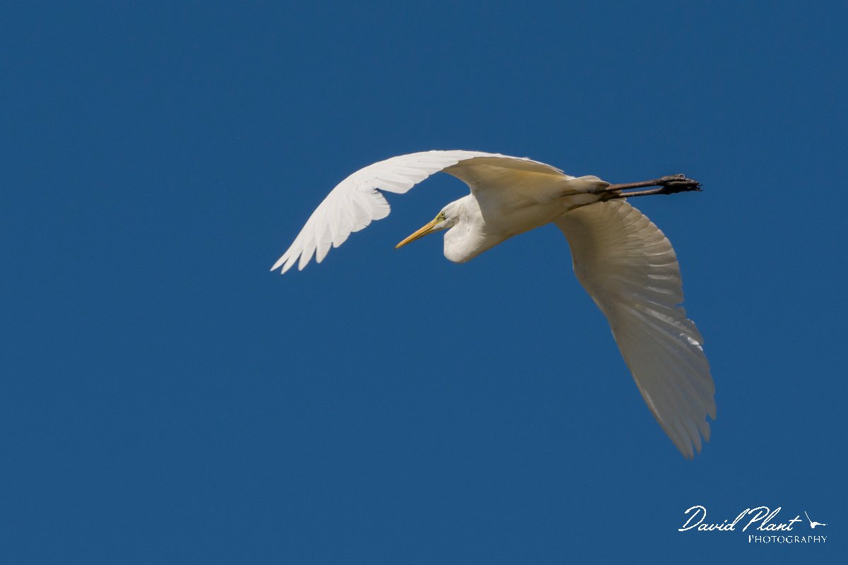 DPPhotography - Corsica - Great egret - C.jpg - Great egret - Route de l'Etang, Lake Biguglia, Corsica