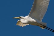 DPPhotography - Corsica - Great egret - B