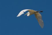 DPPhotography - Corsica - Great egret - C