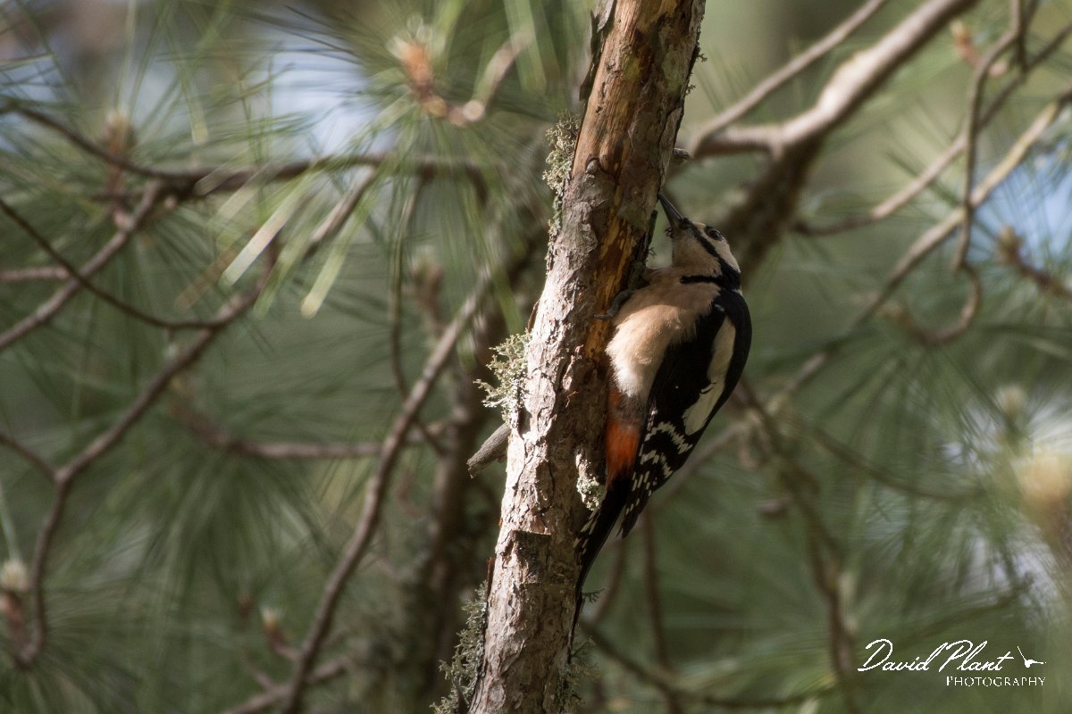 DPPhotography - Corsica - Great spotted woodpecker - A.jpg - Great spotted woodpecker - Col d'Erbajo, Corsica