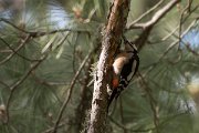 DPPhotography - Corsica - Great spotted woodpecker - A