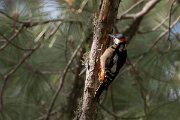 DPPhotography - Corsica - Great spotted woodpecker - B