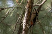 DPPhotography - Corsica - Great spotted woodpecker - C