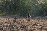 DPPhotography - Corsica - Hooded crow - A