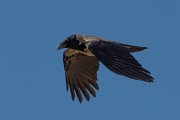 DPPhotography - Corsica - Hooded crow - F