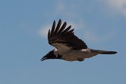 DPPhotography - Corsica - Hooded crow - G