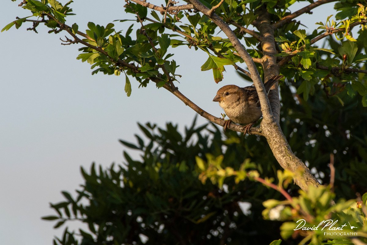 DPPhotography - Corsica - Italian sparrow - B.jpg - Italian sparrow - Route de l'Etang, Lake Biguglia, Corsica