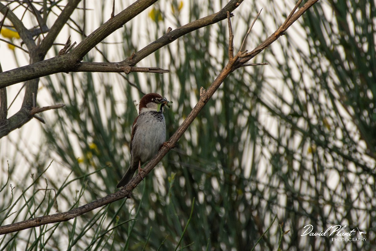 DPPhotography - Corsica - Italian sparrow - C.jpg - Italian sparrow - Route de l'Etang, Lake Biguglia, Corsica