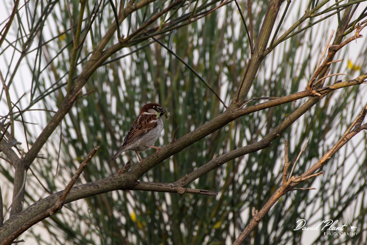 DPPhotography - Corsica - Italian sparrow - E.jpg - Italian sparrow - Route de l'Etang, Lake Biguglia, Corsica