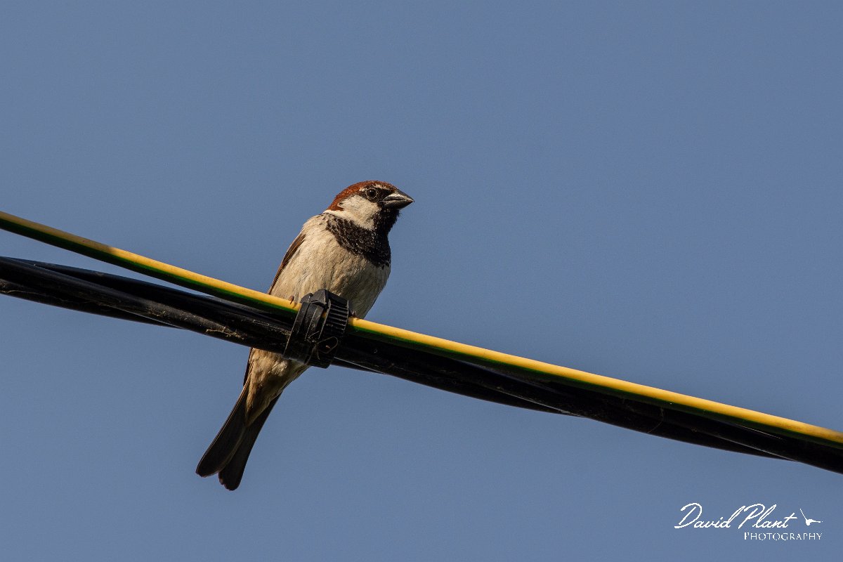 DPPhotography - Corsica - Italian sparrow - F.jpg - Italian sparrow - Route de l'Etang, Lake Biguglia, Corsica