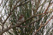 DPPhotography - Corsica - Italian sparrow - E