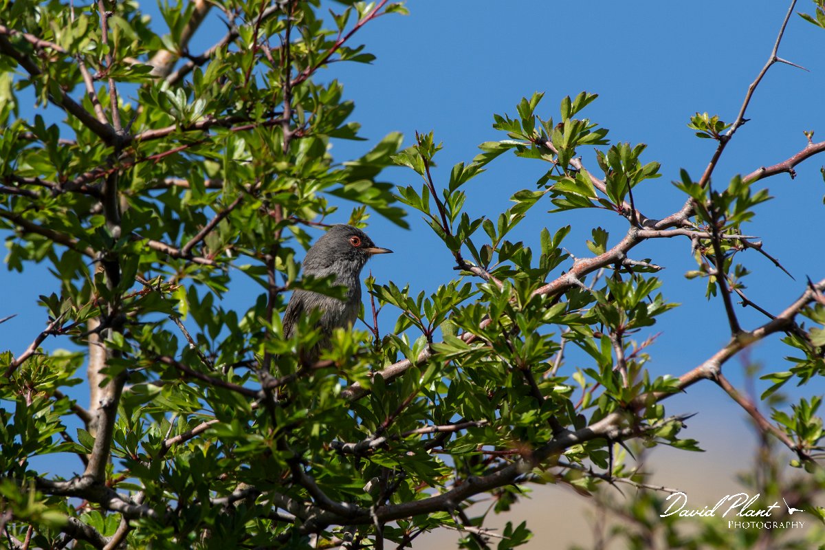 DPPhotography - Corsica - Marmora's warbler - B.jpg - Marmora's warbler - Col de Sevi, Corsica
