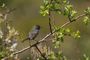 DPPhotography - Corsica - Marmora's warbler - A