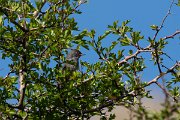 DPPhotography - Corsica - Marmora's warbler - B